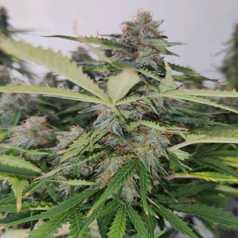 Blueberry Cookies auto  growlog timeline photo