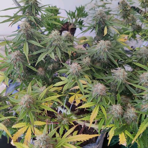 Blueberry Cookies auto  growlog timeline photo