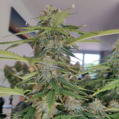 Blueberry Cookies auto  growlog timeline photo