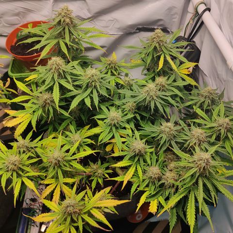 Blueberry Cookies auto  growlog timeline photo