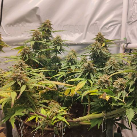 Blueberry Cookies auto  growlog timeline photo