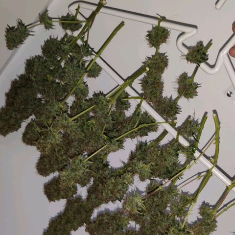 Smokey Joe Mark II growlog timeline photo