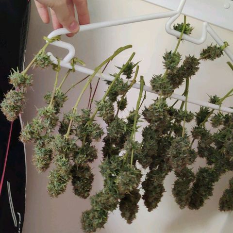 Smokey Joe Mark II growlog timeline photo