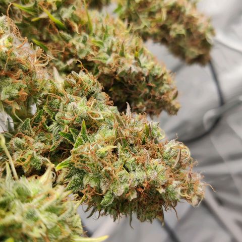 Smokey Joe Mark II growlog timeline photo