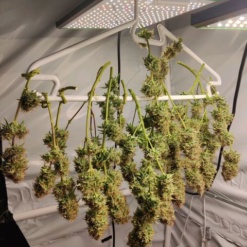 Smokey Joe Mark II growlog timeline photo