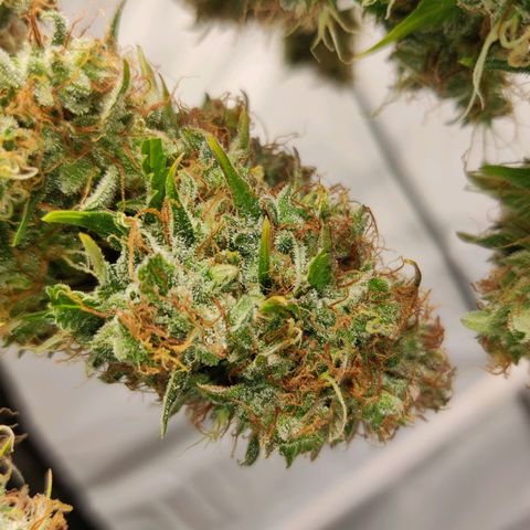 Smokey Joe Mark II growlog timeline photo