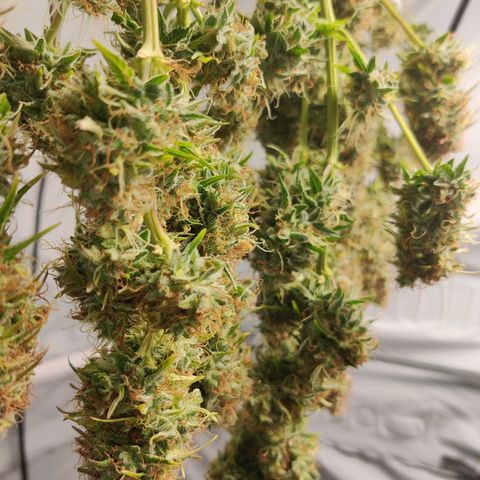 Smokey Joe Mark II growlog timeline photo