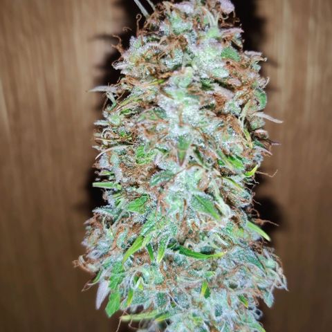 Smokey Joe Mark II growlog timeline photo