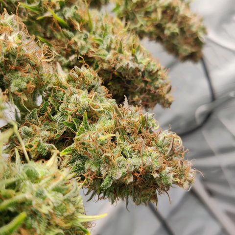 Smokey Joe Mark II growlog timeline photo