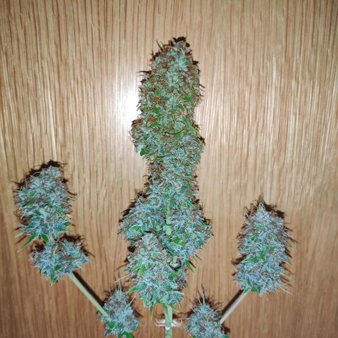 Smokey Joe Mark II growlog timeline photo
