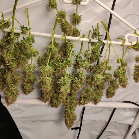 Smokey Joe Mark II growlog timeline photo