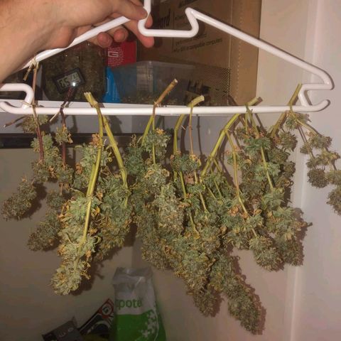 Blueberry Cookies auto  growlog timeline photo