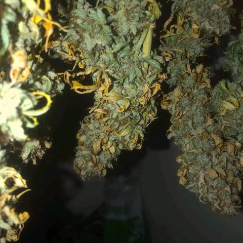 Blueberry Cookies auto  growlog timeline photo