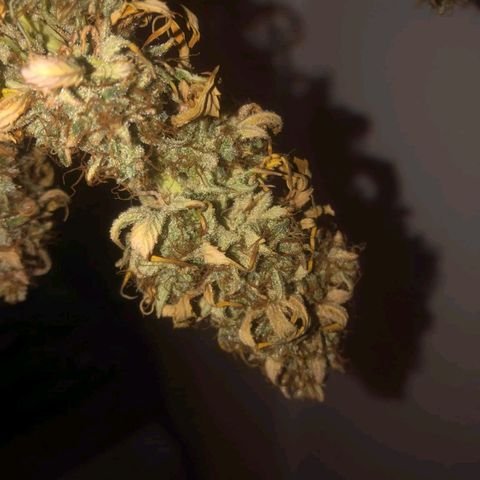 Blueberry Cookies auto  growlog timeline photo