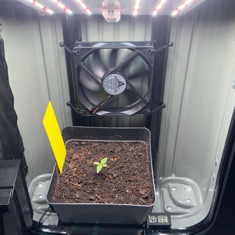 Special Queen #1 growlog timeline photo