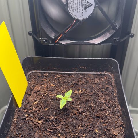 Special Queen #1 growlog timeline photo