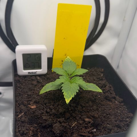 Special Queen #1 growlog timeline photo