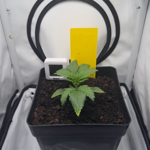 Special Queen #1 growlog timeline photo