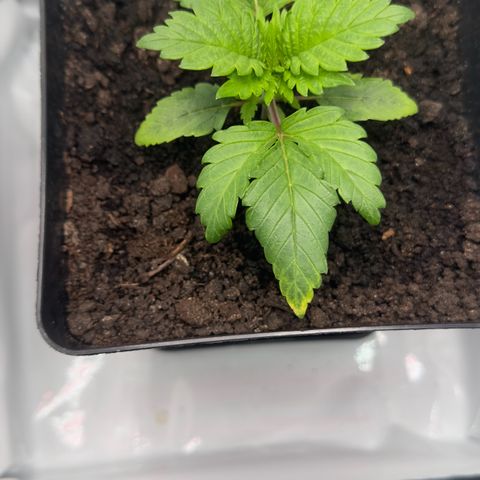 Special Queen #1 growlog timeline photo