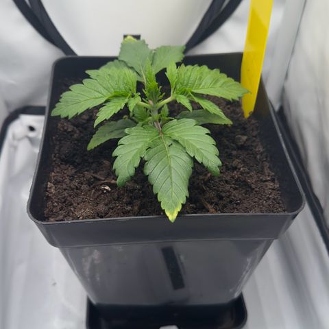 Special Queen #1 growlog timeline photo