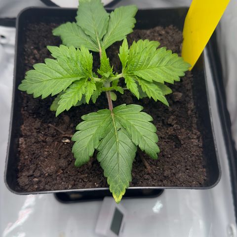 Special Queen #1 growlog timeline photo