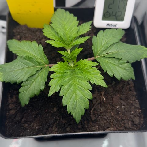 Special Queen #1 growlog timeline photo