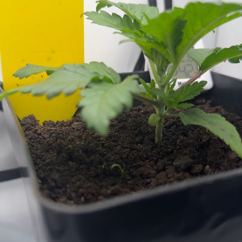 Special Queen #1 growlog timeline photo