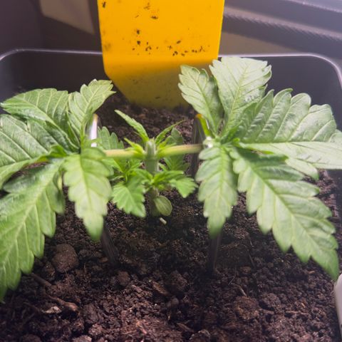 Special Queen #1 growlog timeline photo