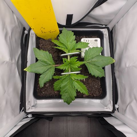 Special Queen #1 growlog timeline photo