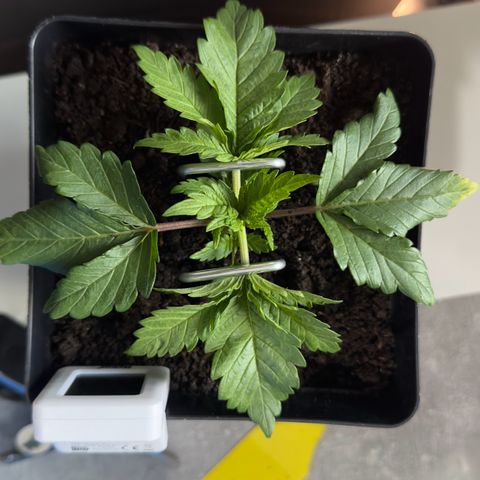 Special Queen #1 growlog timeline photo