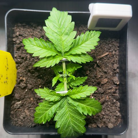 Special Queen #1 growlog timeline photo