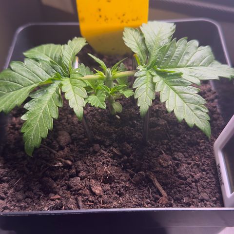 Special Queen #1 growlog timeline photo