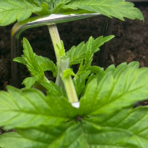 Special Queen #1 growlog timeline photo