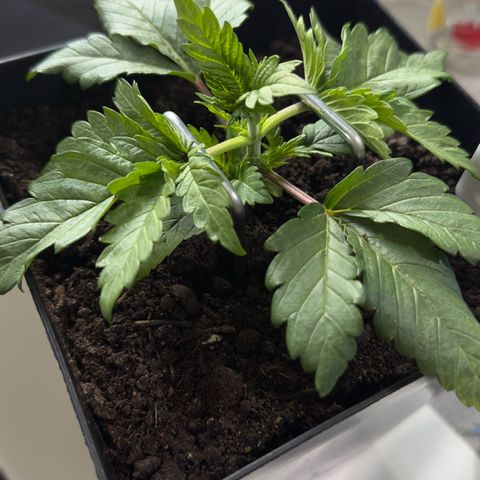 Special Queen #1 growlog timeline photo
