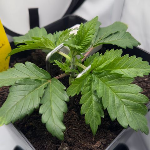 Special Queen #1 growlog timeline photo