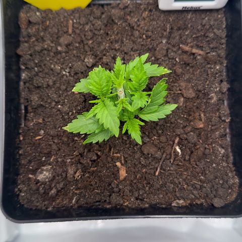 Special Queen #1 growlog timeline photo