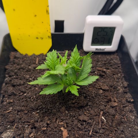 Special Queen #1 growlog timeline photo