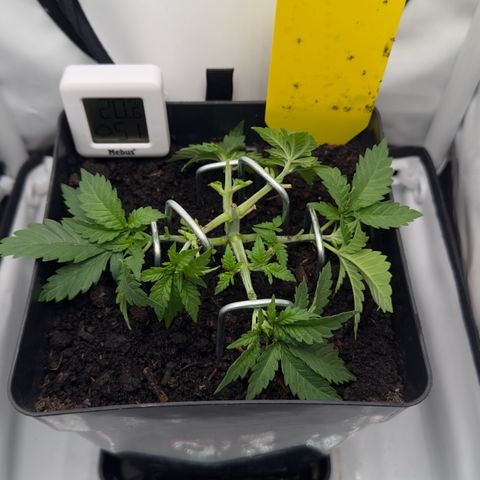 Special Queen #1 growlog timeline photo