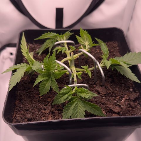 Special Queen #1 growlog timeline photo
