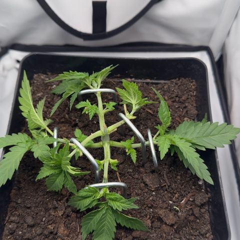 Special Queen #1 growlog timeline photo