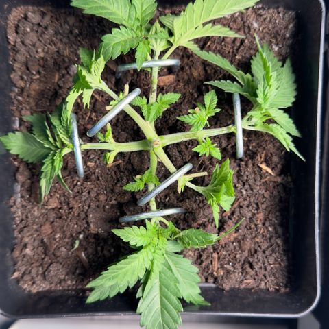 Special Queen #1 growlog timeline photo