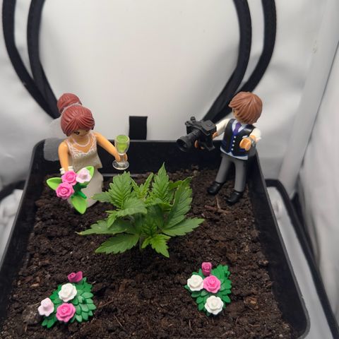 Special Queen #1 growlog timeline photo