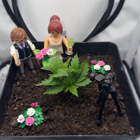 Special Queen #1 growlog timeline photo