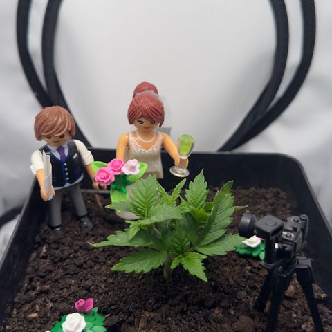 Special Queen #1 growlog timeline photo