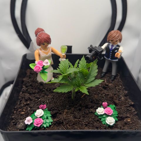 Special Queen #1 growlog timeline photo