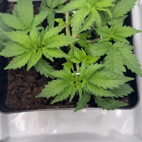 Special Queen #1 growlog timeline photo