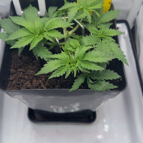 Special Queen #1 growlog timeline photo