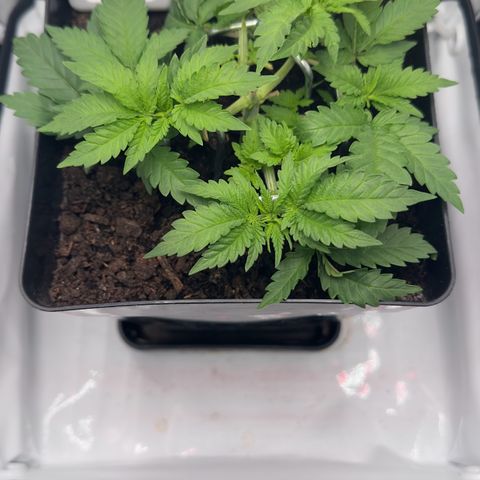 Special Queen #1 growlog timeline photo