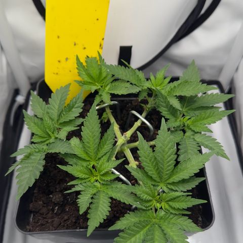 Special Queen #1 growlog timeline photo