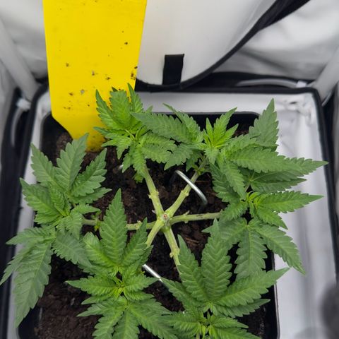 Special Queen #1 growlog timeline photo